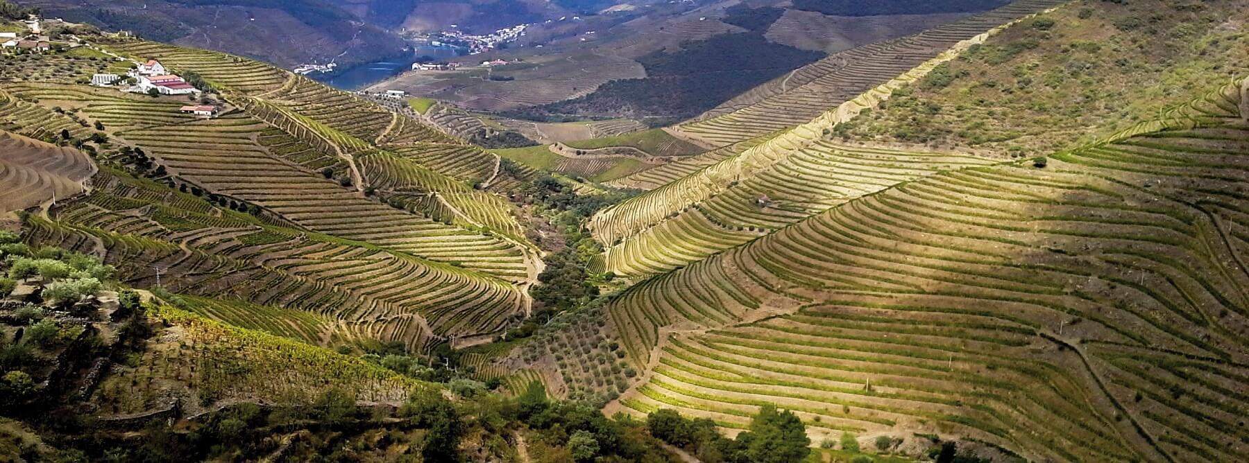 Les vins portugais : un millésime 2019 traditionnel du Douro