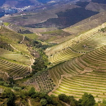 Le millésime 2022 au Portugal : un millésime solaire