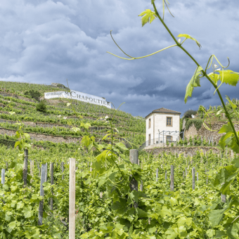  Rhone Valley : 2022, an astonishing and unique sunny vintage