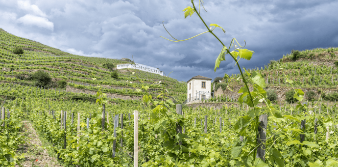  Rhone Valley : 2022, an astonishing and unique sunny vintage