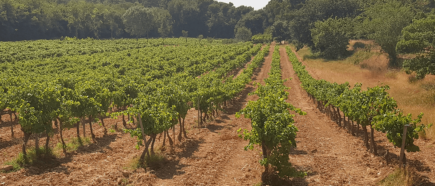 Provence : 2022, a “thirsty“ vintage