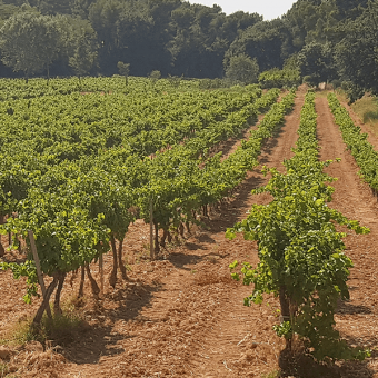 Provence : 2022, a “thirsty“ vintage