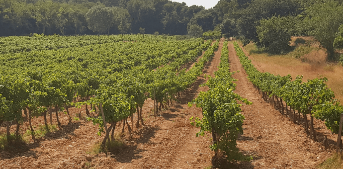 Provence : 2022, a “thirsty“ vintage