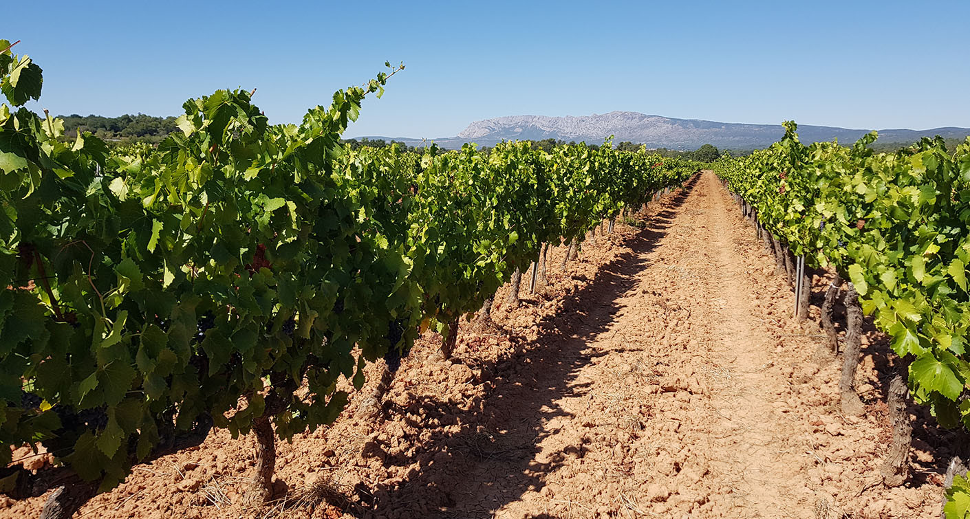 Les vins de provence : un millésime 2020 au-delà des aléas climatiques