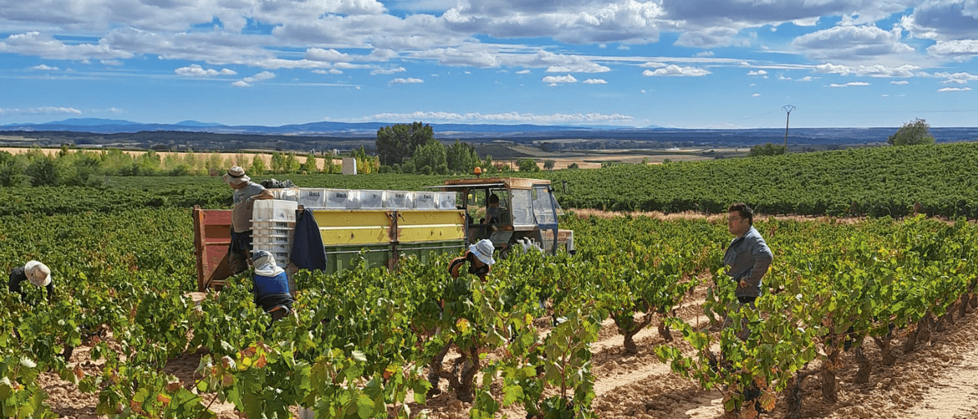  Harvest report Spain 2022 : a remarkable vintage