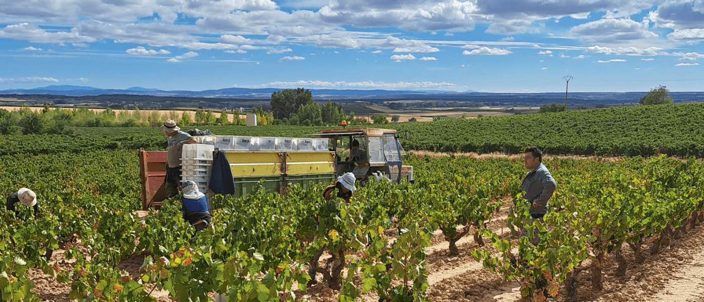 Harvest report Spain 2022 : a remarkable vintage