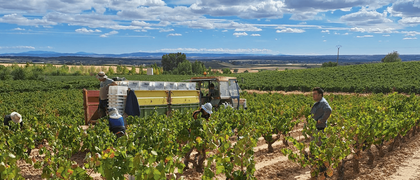 Rapport des vendanges Espagne 2022 : un millésime remarquable