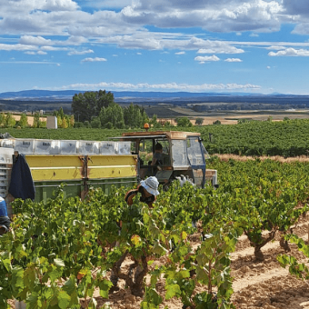  Harvest report Spain 2022 : a remarkable vintage