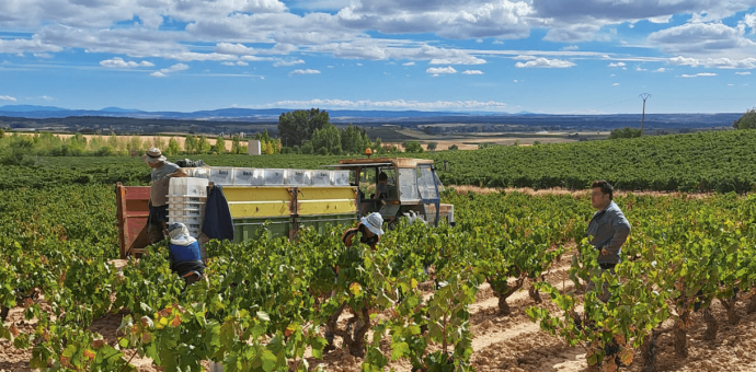  Harvest report Spain 2022 : a remarkable vintage