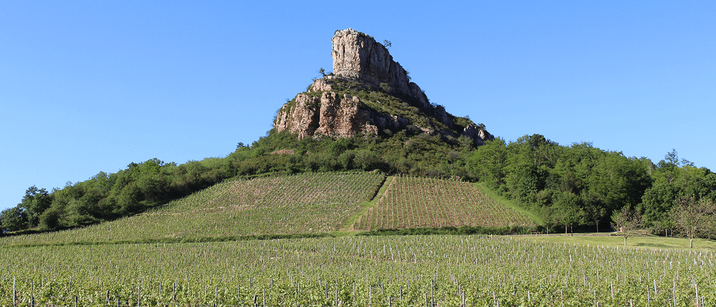 Mâconnais and Beaujolais, 2022 : a record-breaking early vintage