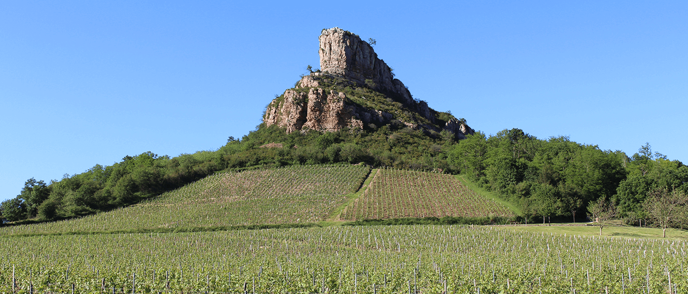 Le millésime 2022 dans le Mâconnais et le Beaujolais  : une précocité record