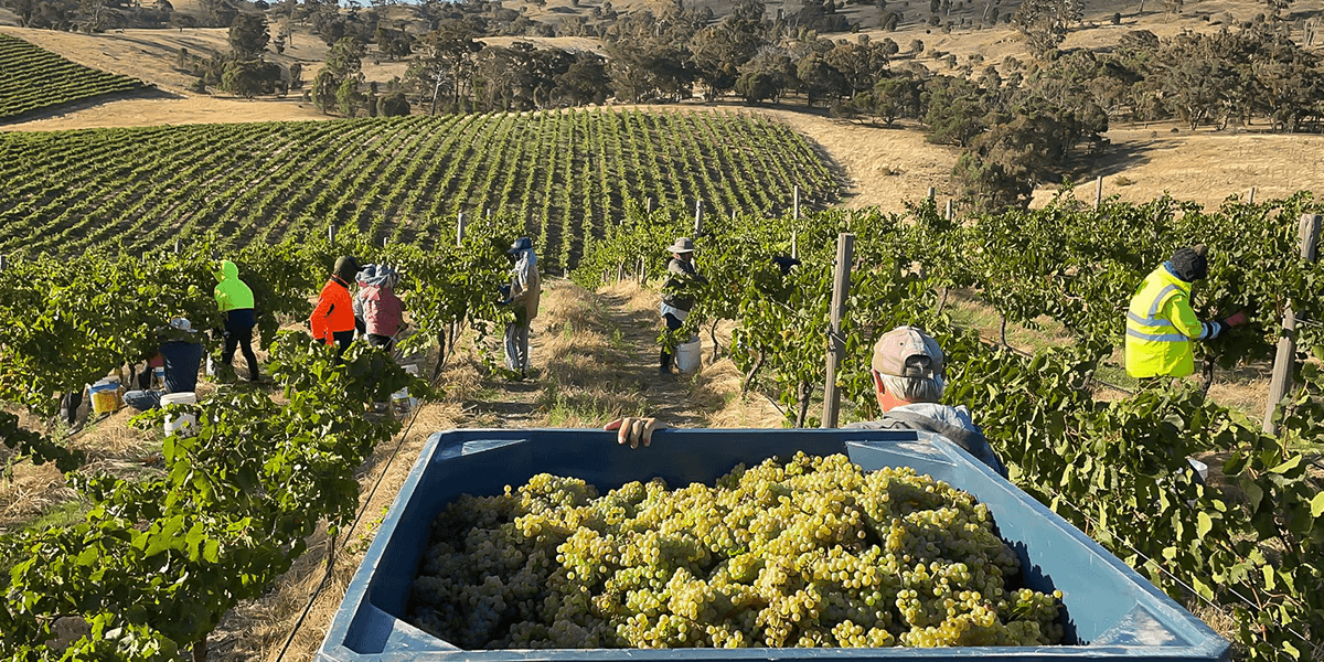 Le millésime 2022 en Australie : des vins de haute volée récompensent une année complexe