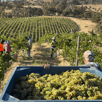  Australie, 2022 vintage : high quality wines reward a complex year