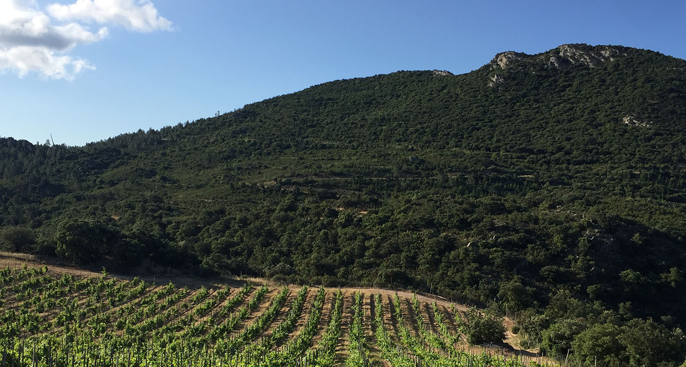 Roussillon's wines : 2020, a winegrower’s vintage