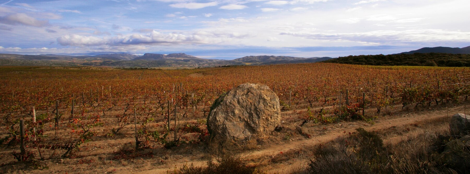 Les vins du Roussillon : un millésime 2019 équilibré et frais