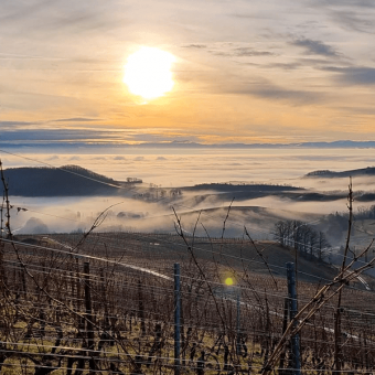 Alsace : 2022, a promising vintage!