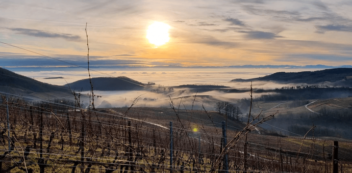 Alsace : 2022, a promising vintage!