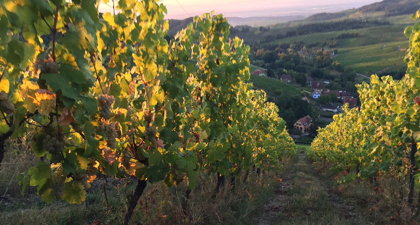 Alsatian wines: a high-flying 2020 vintage