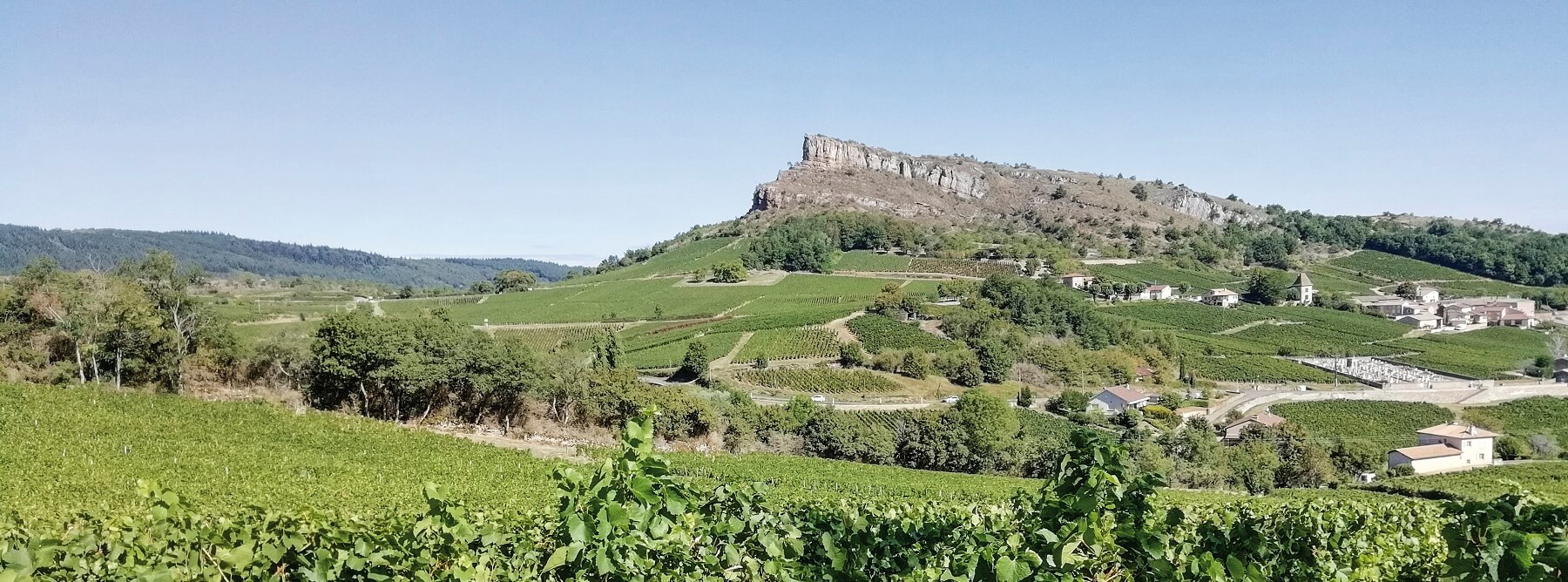  Burgundy and Beaujolais wines : a beautiful vintage 2019