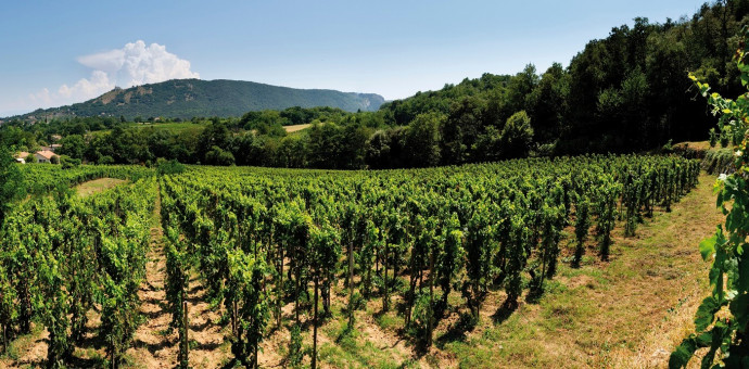 Organic And Biodynamic Wines M Chapoutier Producer Of Organic Wine