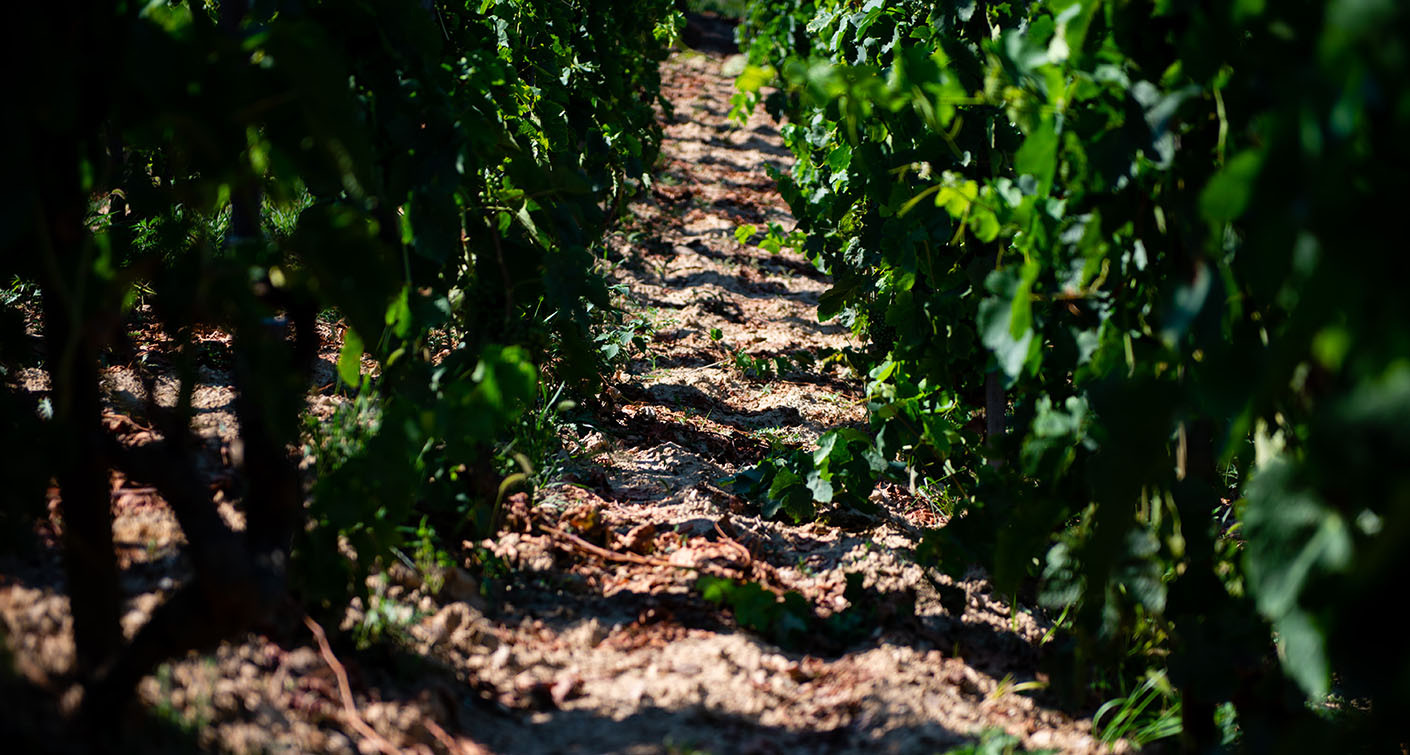 Les vendanges 2020 en Vallée du Rhône : quand la précocité signe des grands vins