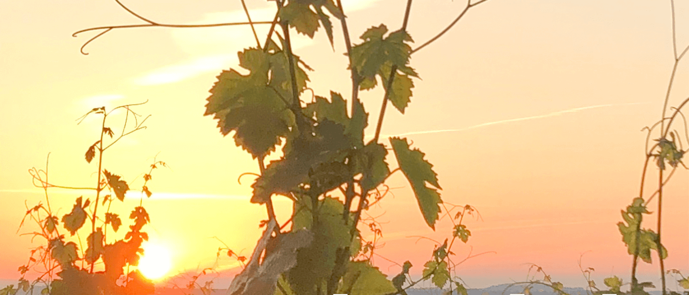 Le vigneron vit avec la météo et avec le soleil...