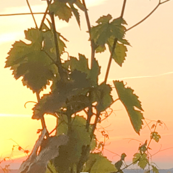 Le vigneron vit avec la météo et avec le soleil...