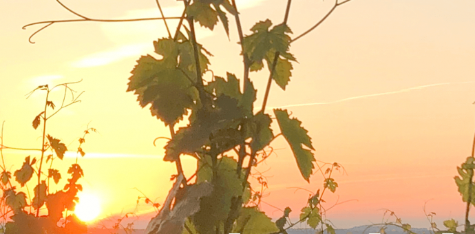 Le vigneron vit avec la météo et avec le soleil...