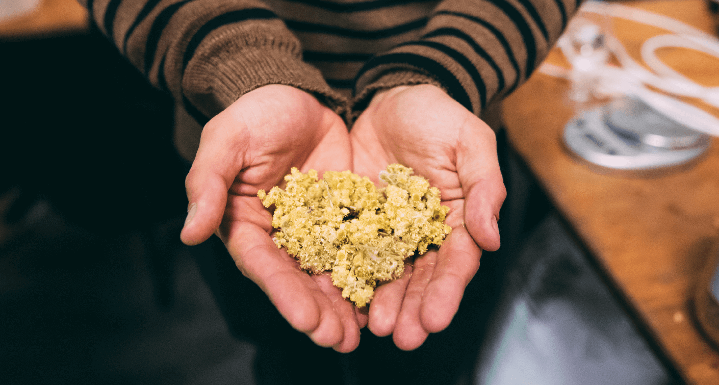 Plants and terroir: the essence of our gin Sothis