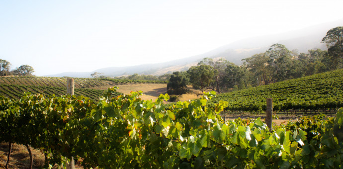 Australie, le rapport des vendanges 2018