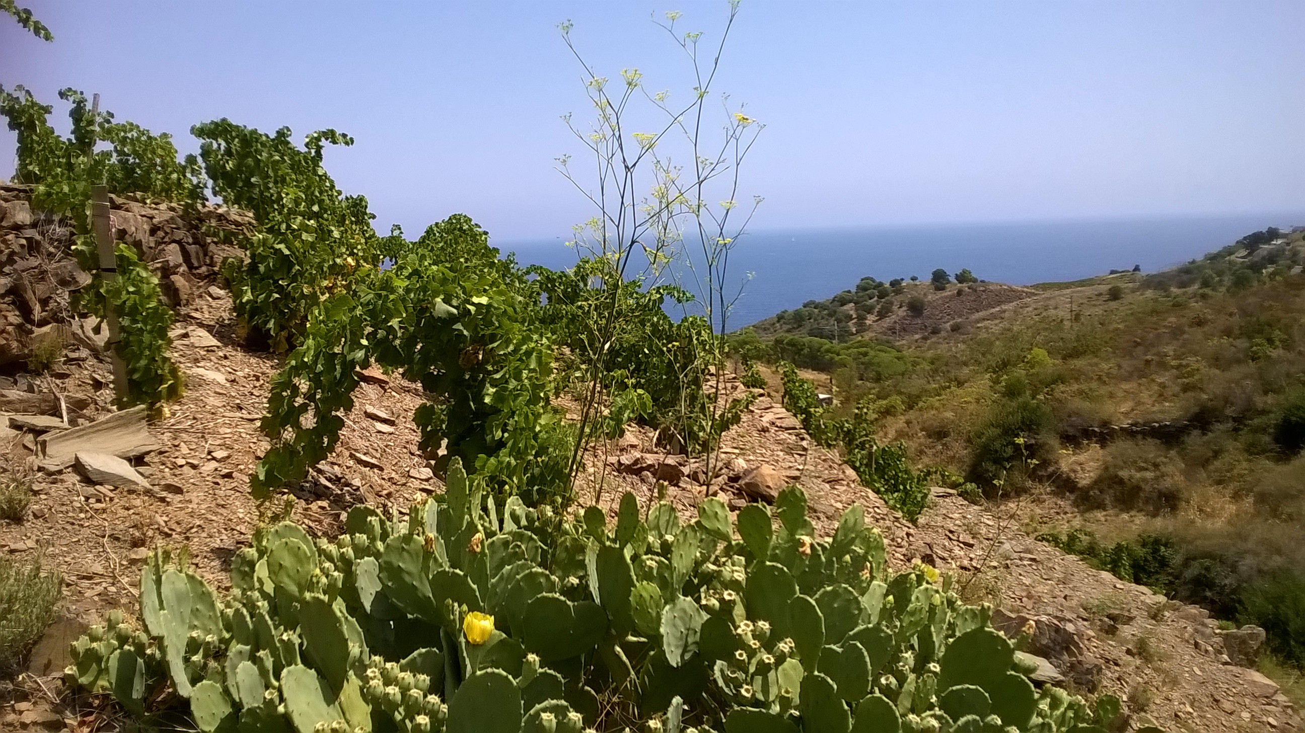 Roussillon, le rapport de vendanges 2018