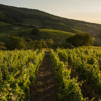 Alsace, le rapport des vendanges 2018