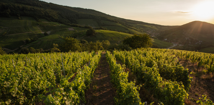 Alsace, le rapport des vendanges 2018