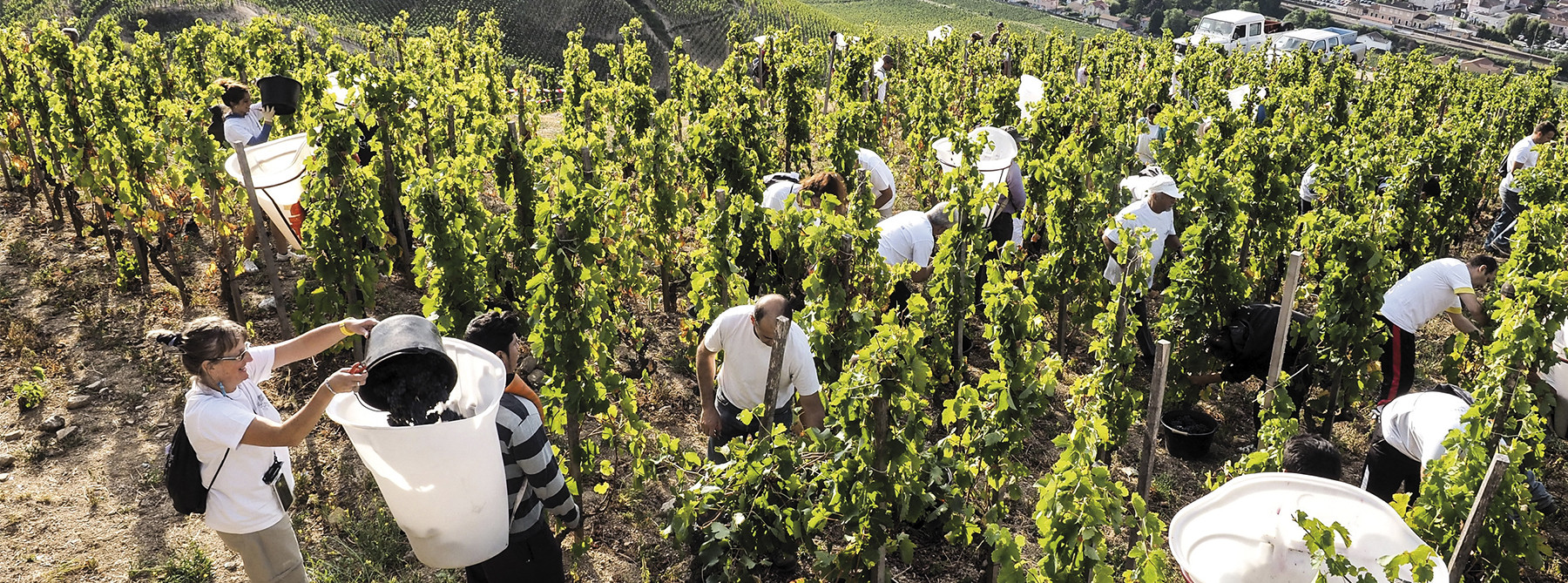 Vendanges du coeur 2018