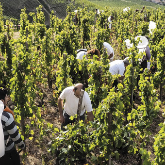 Vendanges du coeur 2018