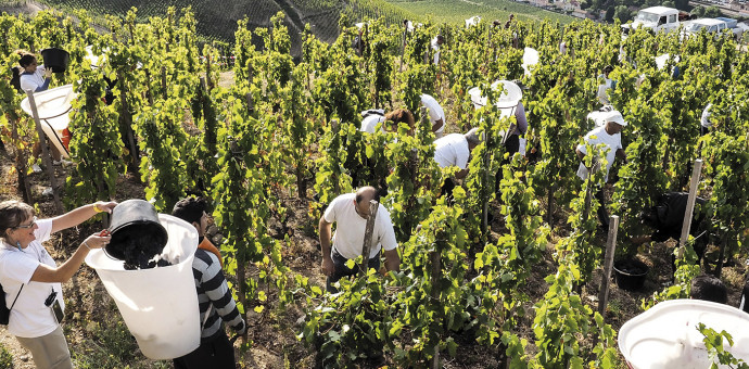 Vendanges du coeur 2018