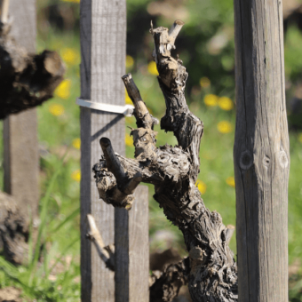 La biodynamie fête ses 100 ans