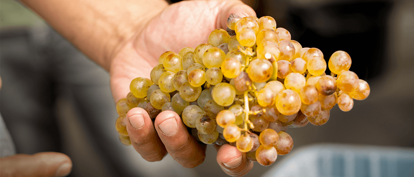 The winemaker's eye view of the grape
