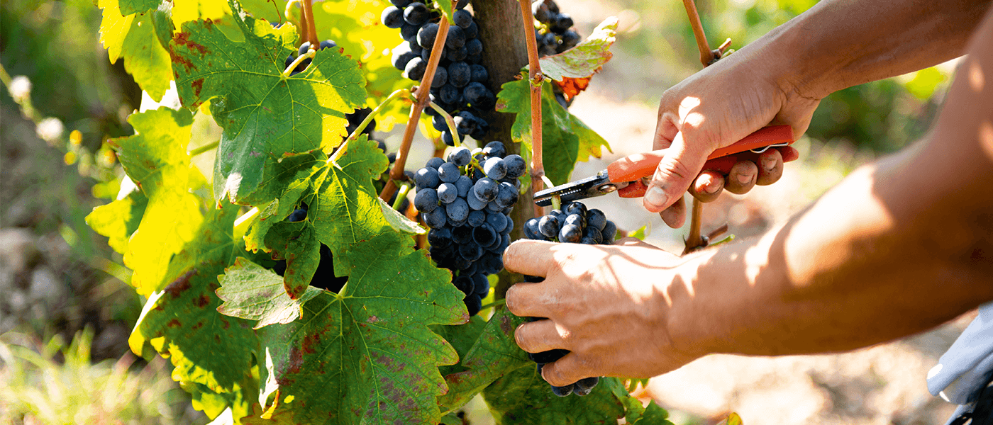 La grappe, côté viticulteur