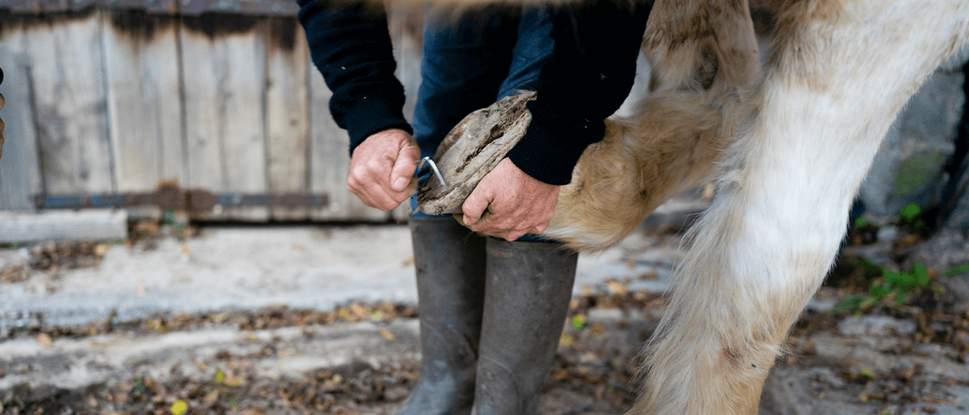 La vie des chevaux chez M. CHAPOUTIER