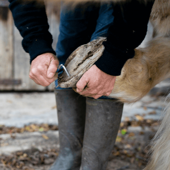 La vie des chevaux chez M. CHAPOUTIER