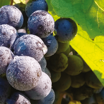 The grape and its journey