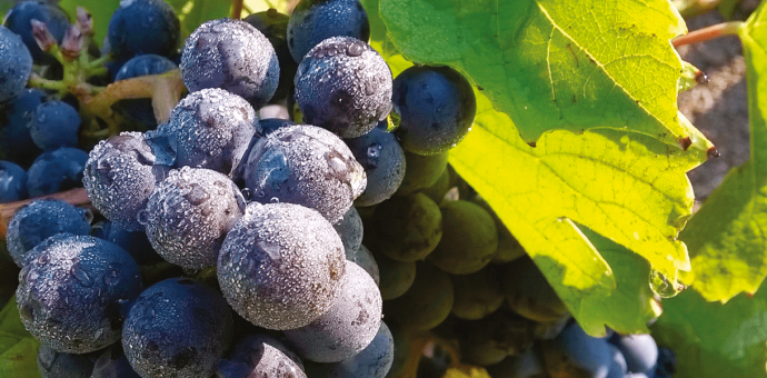 The grape and its journey