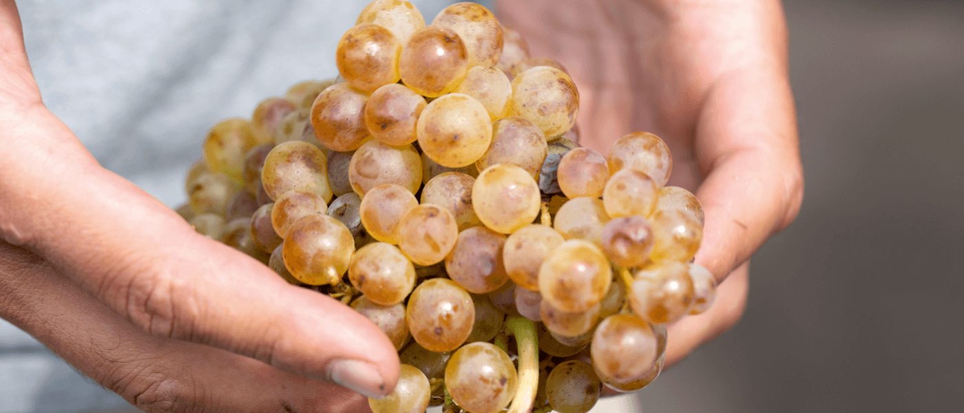 Michel Chapoutier explains the wine market