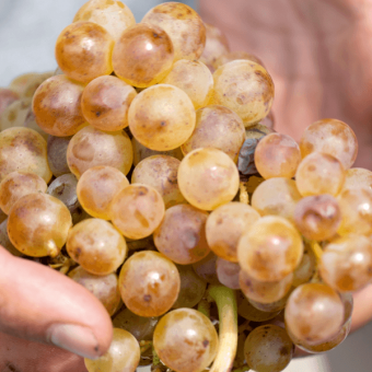 Michel Chapoutier décrypte le marché du vin