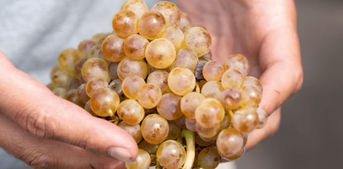 Michel Chapoutier décrypte le marché du vin