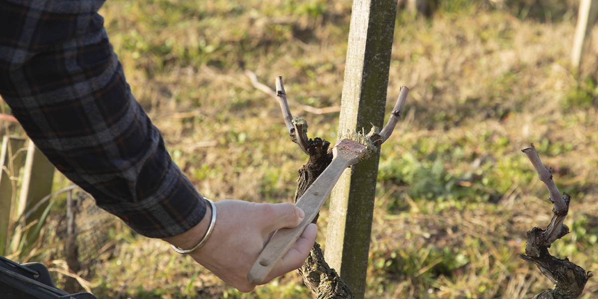 Le badigeon : soigner  la vigne après la taille