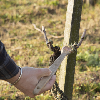 Le badigeon : soigner  la vigne après la taille