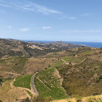 Biodynamics saves the season in Roussillon in 2021