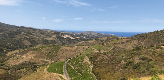 Biodynamics saves the season in Roussillon in 2021